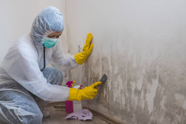 Best Industrial Mold Remediation in Mount Carmel, IL
