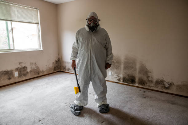 Best Kitchen Mold Remediation in Mount Carmel, IL