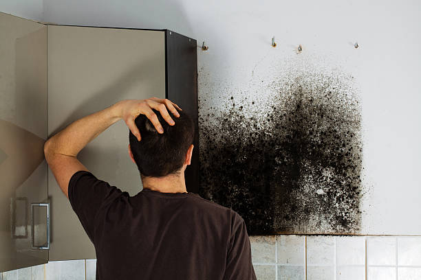 Best Residential Mold Remediation in Mount Carmel, IL