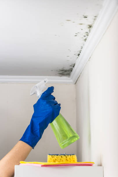 Best Black Mold Remediation in Mount Carmel, IL