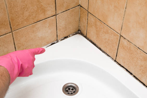 Best Commercial Mold Remediation in Mount Carmel, IL